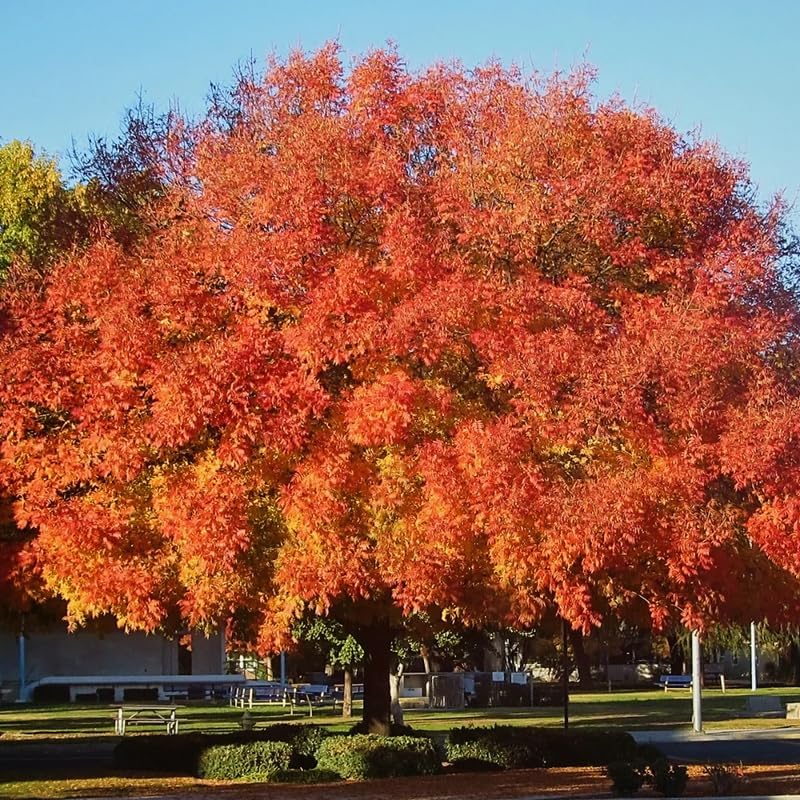 2 Chinese Pistache Live Plants | 1-2 Feet Tall Bare Root Seedlings | Pistacia Chinensis Deciduous Shade Trees | Vibrant Fall Color Ornamental Tree