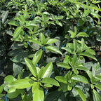(No Ship to CA,HI,AK) Avocado Plant Live – Russell Avocado Tree | 30–36 Inch Tall Potted Plant | Outdoor Fruit Tree for Home Gardens & Landscape Planting