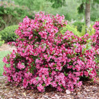 2 Pink Weigela Bush - 12-24" Rooted Cuttings | Cold-Hardy Flowering Shrub | Robust Well-Rooted Plants for Garden
