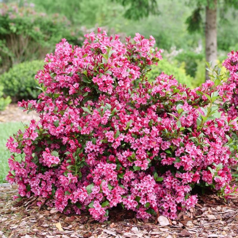 2 Pink Weigela Bush - 12-24" Rooted Cuttings | Cold-Hardy Flowering Shrub | Robust Well-Rooted Plants for Garden
