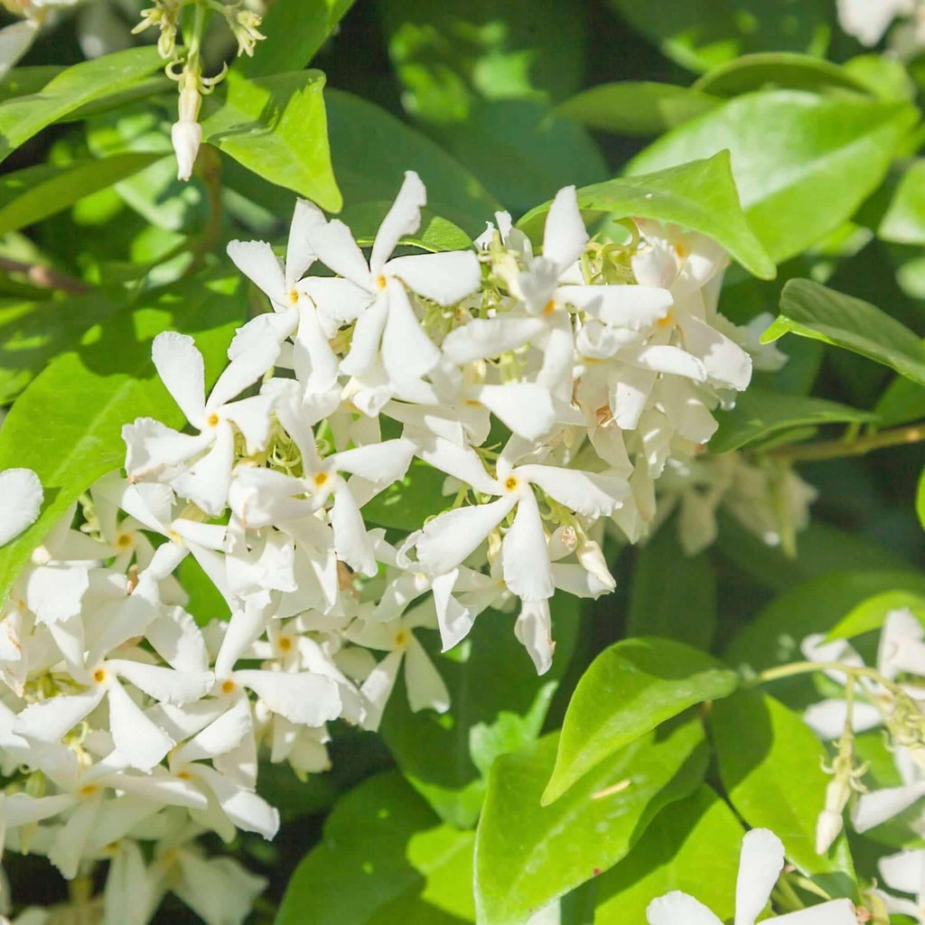 Belle of India Jasmine Plant Live | Size 4 to 5 Inch Tall | Housewarming Friendship Gifts for Women Best Friend Presents for Mom Birthday Gift for New Home