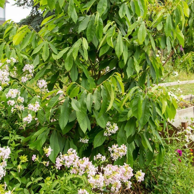 2 Pawpaw Tree Live Bare Root Seedlings | 12-24" Rooted Cuttings | Cold-Hardy North American Fruit Tree | Well-Rooted Plants for Garden