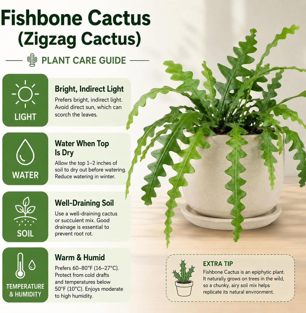 RIC Rac Cactus Live Plant in 3" Inch Pot | Distinctive Fishbone-Shaped Trailing Foliage | Low-Maintenance Indoor Cactus for Shelves and Hanging Displays