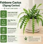 RIC Rac Cactus Live Plant in 3" Inch Pot | Distinctive Fishbone-Shaped Trailing Foliage | Low-Maintenance Indoor Cactus for Shelves and Hanging Displays
