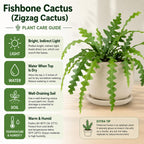 2 Zigzag Fishbone Cactus Plant in 3" Pot, Well-Rooted, Exotic Hanging Succulent, Fragrant Night-Blooming Flowers, Ideal for Home and Office Décor