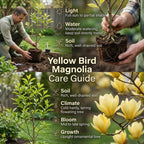 2 Ann Magnolia Tree, 12-18 Inch Tall in 2.5 Inch Pot, Vigorous Spring Bloomer for Sunny Backyard Landscapes, Fragrant Flower Tree
