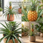 Pineapple Live Plant, 6 Inch Pot, Sturdy Low Maintenance Edible Bromeliad for Home Gardens, Grow Sweet Exotic Fruits & Striking Spiky Foliage