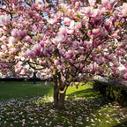 2 Jane Magnolia Tree Live | Jane Magnolia Plants Live for Gardens | 8–12 Inches Tall Young Rooted Cuttings | Great for Landscape Projects and Home Gardens