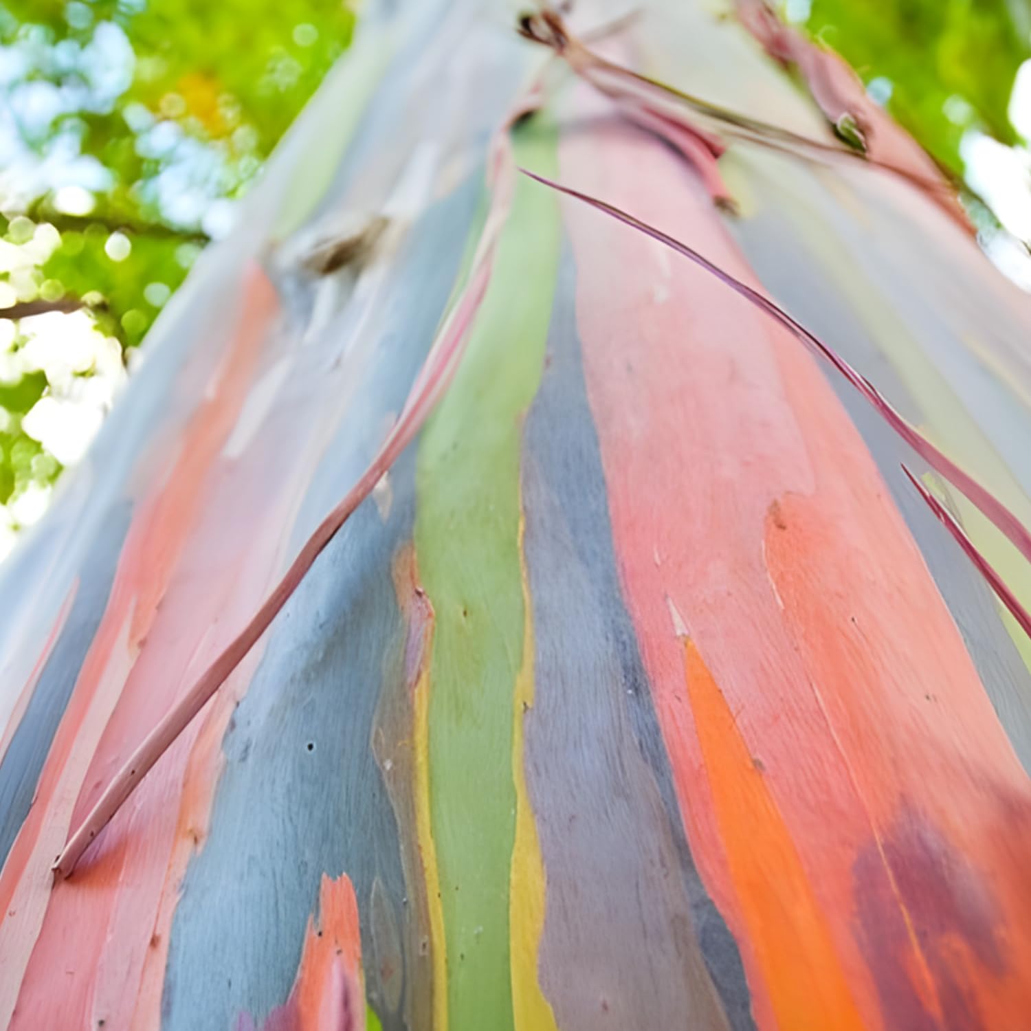 Rainbow Eucalyptus Plant Live in 2.5 Inch Pot | Fast-Growing Multi-Colored Trunk Eucalyptus for Outdoor or Indoor Planting | Adds Unique Visual Interest to Gardens, Patios & Landscapes