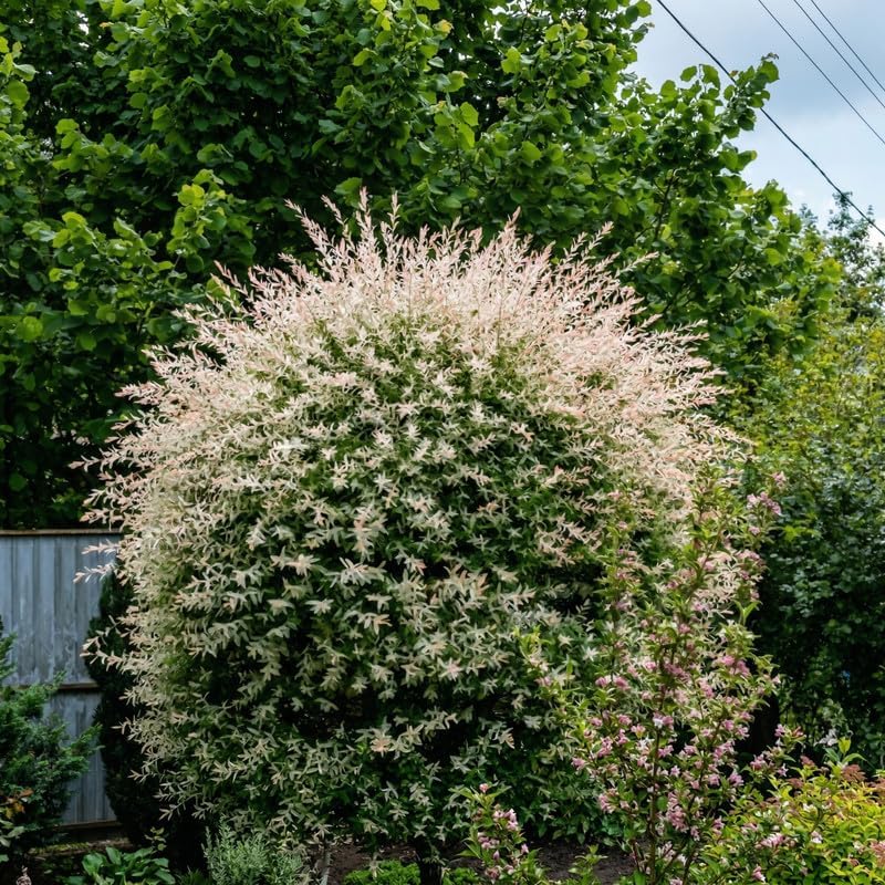Japanese Dappled Willow Shrub Plant Live, 4 Inch Pot, Easy Care Salix Integra “Hakuro Nishiki”, Ornamental Deciduous Plant Ideal for Hedges, Borders & Outdoor Landscaping