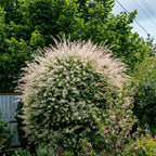 Japanese Dappled Willow Shrub Plant Live, 4 Inch Pot, Easy Care Salix Integra “Hakuro Nishiki”, Ornamental Deciduous Plant Ideal for Hedges, Borders & Outdoor Landscaping