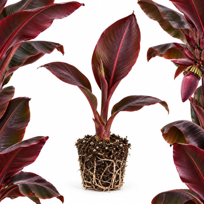 Ensete Maurelii Banana Plant Live for Planting (Red Abyssinian)