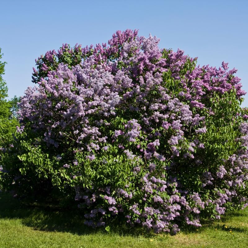 Miss Kim Lilac Shrub Live Plant, Starter Plant in Quart Pot, Cold Hardy, Fragrant Lilac Tree Ready to Plant for Outdoor Garden