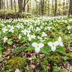 White Trillium Bulbs for Planting, 10 Large Trillium Bulbs, Fast Growing, Easy to Grow Perennial Flower Bulbs for Shade Gardens