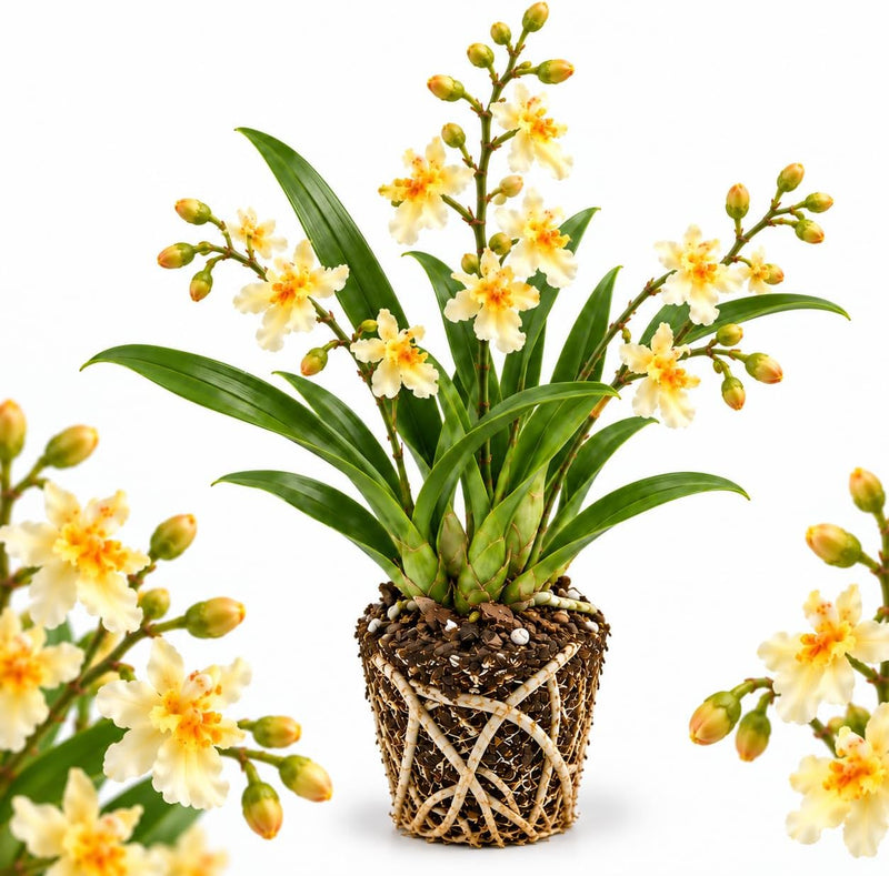 Fragrance Fantasy Oncidium Orchid Plant, Dancing Lady Orchid