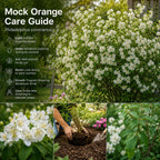 Mock Orange Shrub Live Plant, 4-6" Tall, Cold-Hardy Deciduous Bush for Home Landscapes, Sweet Citrus Scented White Spring Blooms & Low Maintenance Hedge