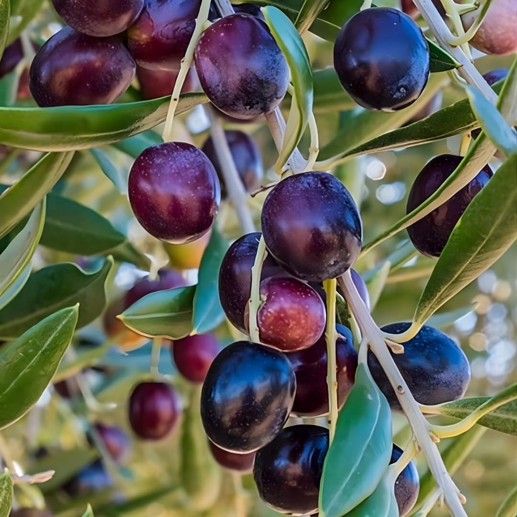 Live Arbequina Olive Trees (2.5–3 Ft Tall) | Compact, Drought-Tolerant Olive Tree for Indoor & Outdoor Spaces | No Ship to CA,HI,AK