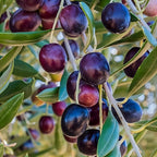 Live Arbequina Olive Trees (2.5–3 Ft Tall) | Compact, Drought-Tolerant Olive Tree for Indoor & Outdoor Spaces | No Ship to CA,HI,AK