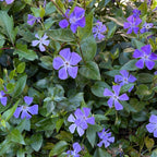 Vinca Minor Ground Cover Plants, Periwinkle Plants Live, 4 Inch Pot, Evergreen Groundcover Vine with Purple Flowers
