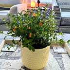 Goldfish Plant Live – 4 Inch Live Potted Houseplant | Trailing Indoor Plant with Orange Blooms