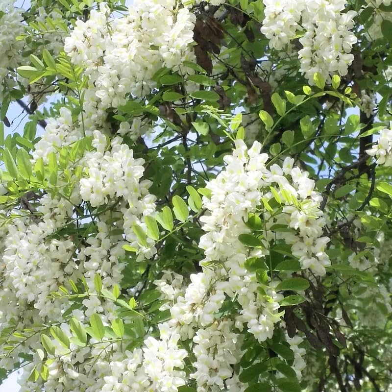 5 Black Locust Tree | Black Locust Native Seedlings | 1–2 Ft Tall Young Trees | Ideal for Outdoor Planting, Reforestation & Soil Improvement