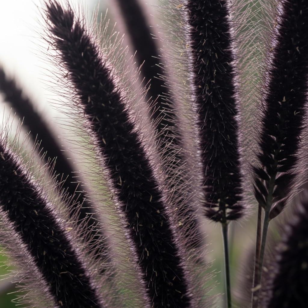 2 Black Fountain Grass Live Plant, 4 Inch Tall Fountain Grass, Low Maintenance, Fast Growing Perennial Ornamental Grasses for Gardens