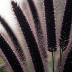 2 Black Fountain Grass Live Plant, 4 Inch Tall Fountain Grass, Low Maintenance, Fast Growing Perennial Ornamental Grasses for Gardens