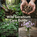 10 Wild Geranium Roots, Geranium Maculatum, Lavender Pink Flowering Perennial for Shady Garden Borders, Cold-Hardy Flower for Woodland Landscapes