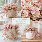 Live Succulent Plant, 4" Pot, Callisia Repens Pink Lady Live Houseplant with Pink Striped Leaves, Sturdy Low Maintenance Trailing Plant for Home & Office Decor