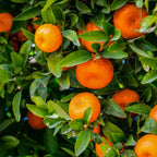 (No Ship to CA,HI,AK) Kishu Mandarin Oranges Tree Live Plant | 1 Gallon Live Potted Citrus Tree | Sweet Juicy Fruit for Cooking Juicing & Home Gardening