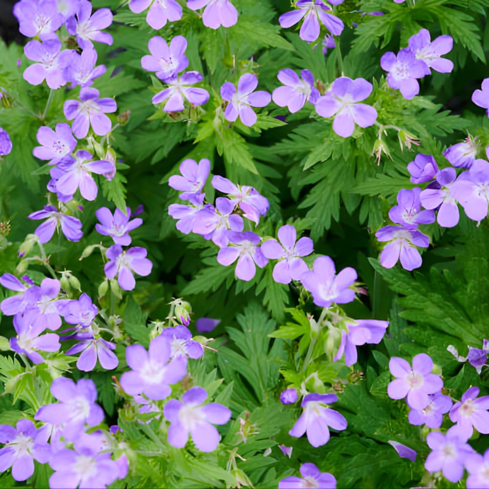 10 Wild Geranium Roots, Geranium Maculatum, Lavender Pink Flowering Perennial for Shady Garden Borders, Cold-Hardy Flower for Woodland Landscapes