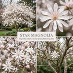 2 Ann Magnolia Tree, 12-18 Inch Tall in 2.5 Inch Pot, Vigorous Spring Bloomer for Sunny Backyard Landscapes, Fragrant Flower Tree