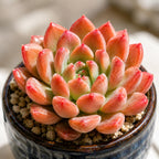 Live Succulent Echeveria Chroma, 2 Inch Pot Rare Succulent Plant Live, Easy Care, Beautiful Vibrant Color for Indoor Décor, Desk & Small Spaces