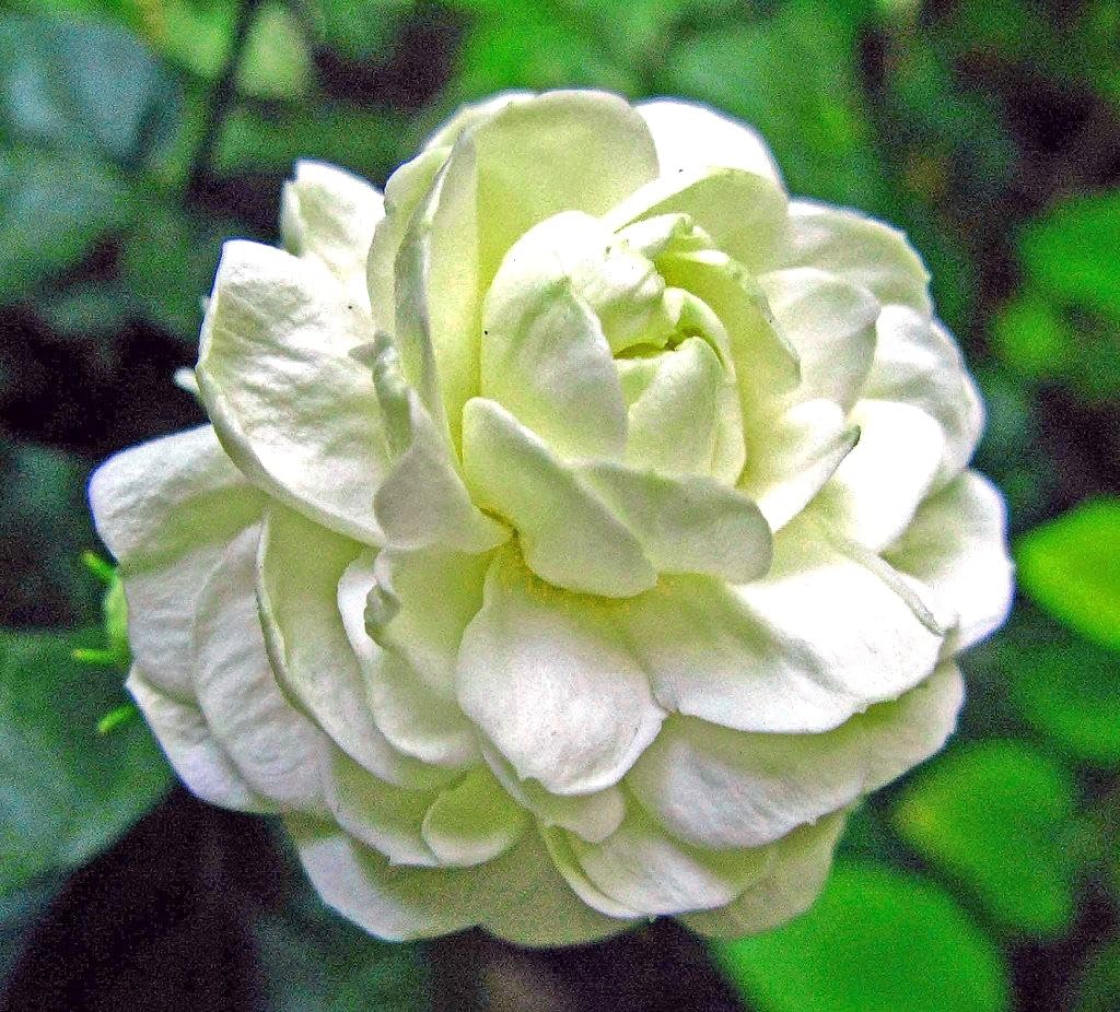 Belle of India Jasmine Plant Live | Size 4 to 5 Inch Tall | Housewarming Friendship Gifts for Women Best Friend Presents for Mom Birthday Gift for New Home