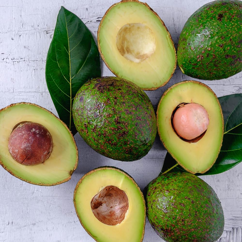 (No Ship to CA,HI,AK) Avocado Live Fruit Tree, 3 Gallon Pot, Vigorous Evergreen Plant for Edible Landscapes, Sturdy Subtropical Shade Tree for Creamy Harvests & Lush Green Foliage