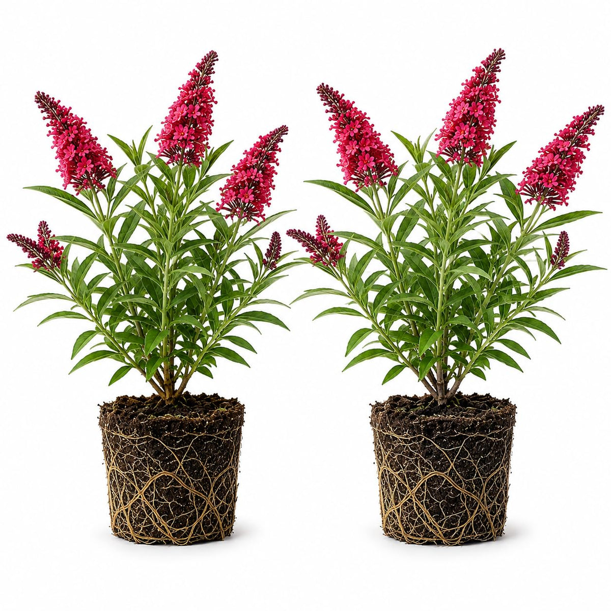 2 Butterfly Bushes Plant Live – Buddleia, 4-6 Inch Size, Low Maintenance Fragrant Flowering Perennial for Outdoor Decorative Pots