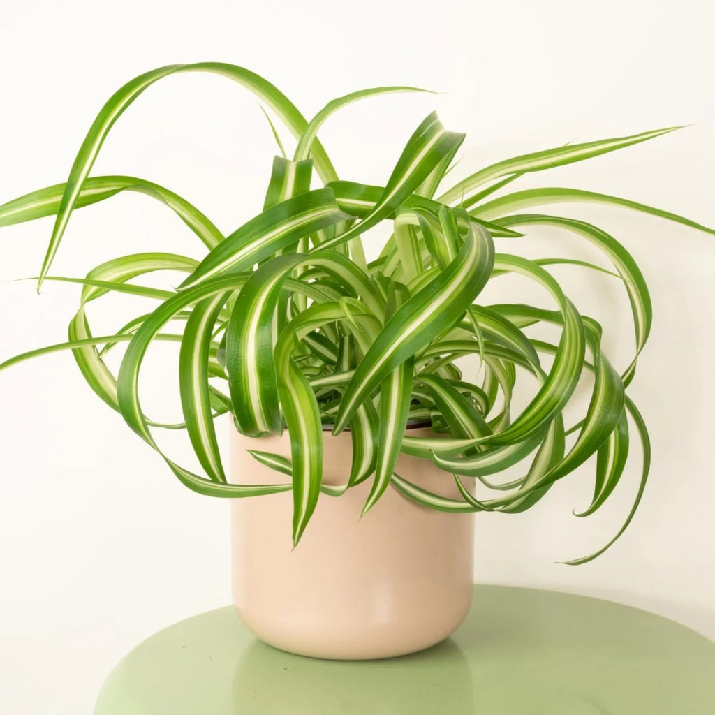 Curly Spider Plants Live House Plant | 4 Inch Pot Hanging Bonnie Spider Plant | Low Maintenance, Thrives in Home & Office, Perfect for Plant Enthusiasts