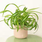 Curly Spider Plants Live House Plant | 4 Inch Pot Hanging Bonnie Spider Plant | Low Maintenance, Thrives in Home & Office, Perfect for Plant Enthusiasts