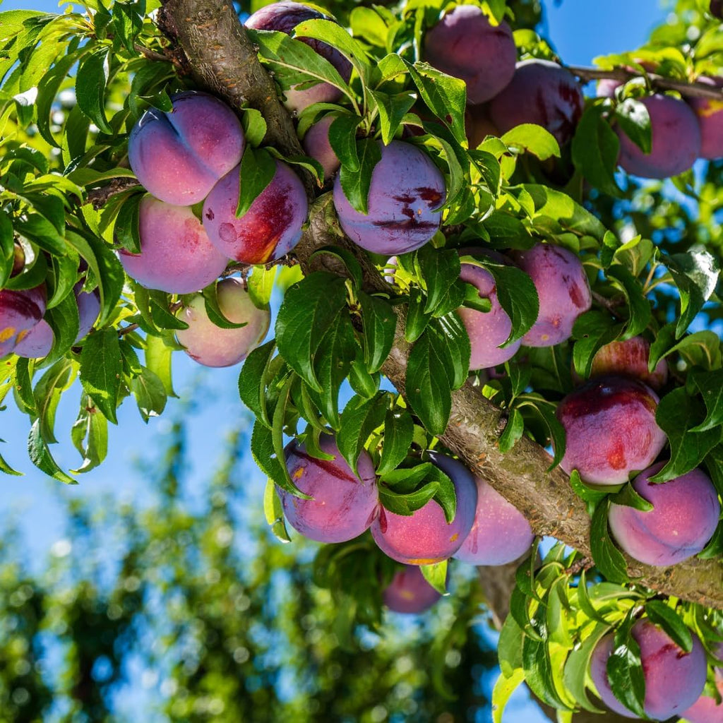 (No Ship to CA, HI, AK) Methley Plum Tree Live Plant in 3 Gallon Pot, 3 Feet Tall Japanese Plum Tree, Sweet Fruit Trees Live Plants Ready to Fruit for Home Backyard