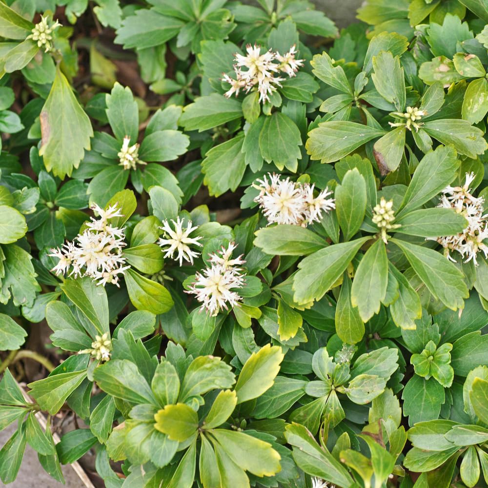 5 Allegheny Spurge Roots System, Pachysandra Procumbens, Vigorous Allegheny Spurge for Shady Backyard Borders