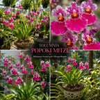 Hot Pink Tolumnia Oncidium Orchid Plant, Dancing Lady Floral Shrub, Easy Care Indoor Blooming Plant for Garden and Home Decor