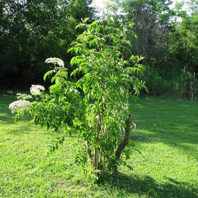 2 Black Elderberry Live Bare Root Plants | 8-12" Cold-Hardy Rooted Cuttings | Fast-Growing Deciduous Fruit Trees for Backyard and Patio | Easy to Care and Maintain