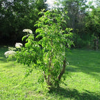 2 Black Elderberry Live Bare Root Plants | 8-12" Cold-Hardy Rooted Cuttings | Fast-Growing Deciduous Fruit Trees for Backyard and Patio | Easy to Care and Maintain