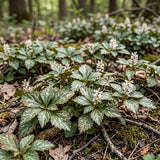 5 Allegheny Spurge Roots, Pachysandra Procumbens, Shady Groundcover for Erosion Control, Cold-Hardy Mountain Spurge