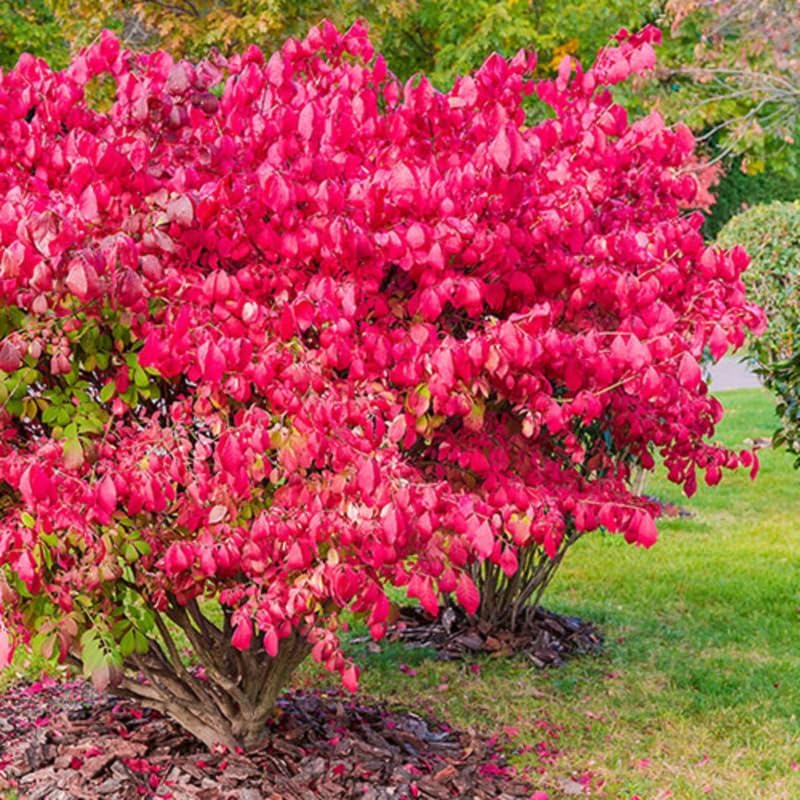2 Burning Bush Shrub | 8-12 Inch Bare Root Seedlings | Low Maintenance Flowering Deciduous Shrub | Robust Well-Rooted Plants for Home Garden