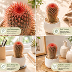 2 Live Cactus Plants Red Head (Mammillaria Spinosissima), 4" Pot, Fully Rooted, Low Maintenance Rare Succulent Plant Live, Ideal for Succulent Collections & Indoor Décor