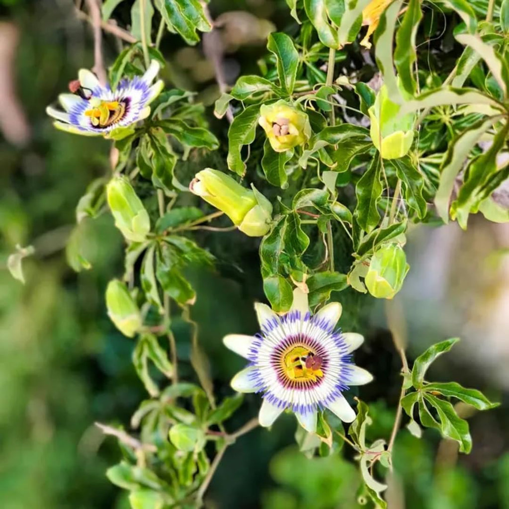 2 Count Purple Passion Flower Vine Live Plant | Maypop Plant | Passiflora Incarnata Live Plant | 4 to 8 Inch Tall | Well-Rooted for Home & Garden