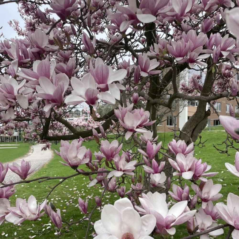 2 Ann Magnolia Tree, 12-18 Inch Tall in 2.5 Inch Pot, Vigorous Spring Bloomer for Sunny Backyard Landscapes, Fragrant Flower Tree