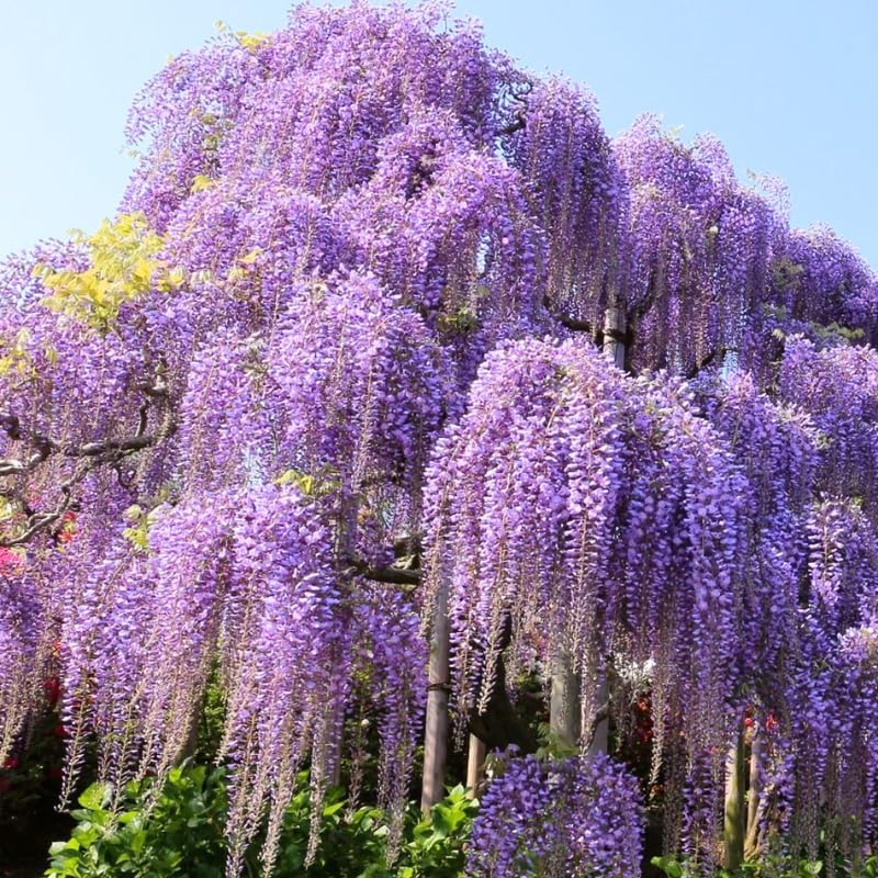American Purple Wisteria Live Plant 12-24 Inch Tall, Fragrant Amethyst Wisteria Flowers, Easy-Care Climbing Vine for Landscapes, Fences & Outdoor Garden Décor