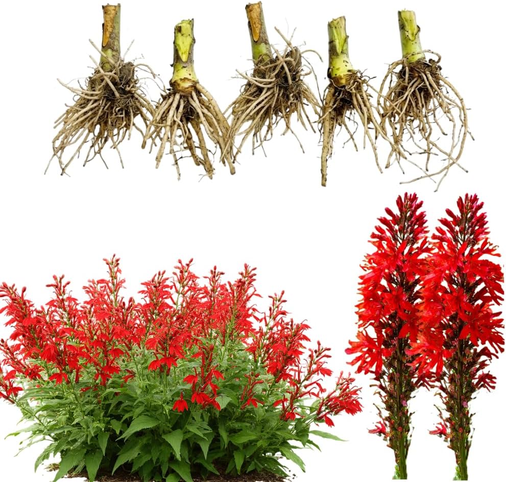 5 Red Cardinal Flower Live Roots, Lobelia Cardinalis, Hardy Perennial Flower, Ready to Plant for Outdoor Garden & Landscaping